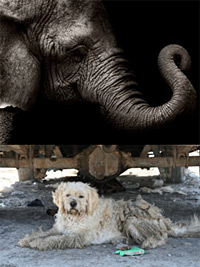 Do Good - Animals