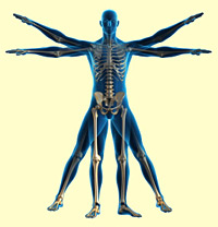 Male body