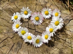 daisy-heart-flowers-flower-heart-medium