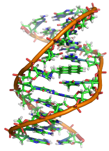 DNA Strand