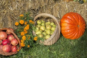 apples and pumpkin