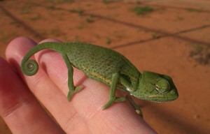 chameleon-557372_640