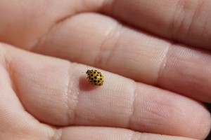 ladybug-391310_640