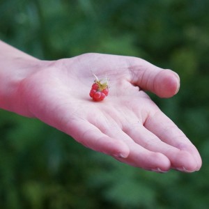 raspberry-handed-166378_640