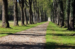 Path through the trees