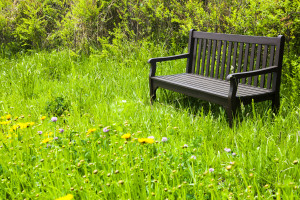 bench and flowers in the park