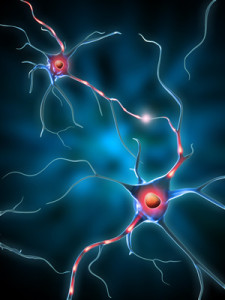 Image of neurons in the brain