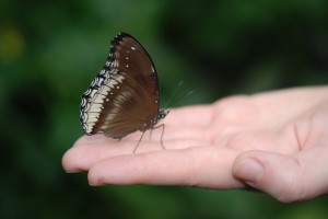 Butterfly in open palm of hand