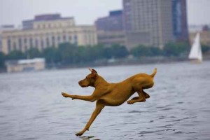 Dog Going Swimming