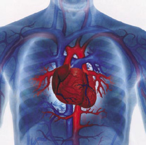 Image of heart and cardiovascular system representing Bulimia and Cardiovascular Risk 