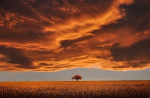 Tree under orange clouds in sunset