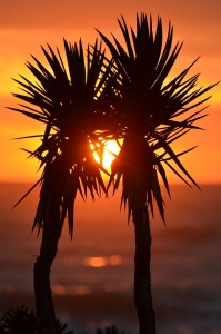 palm-trees-323350_1280