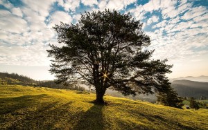 Big Oak tree