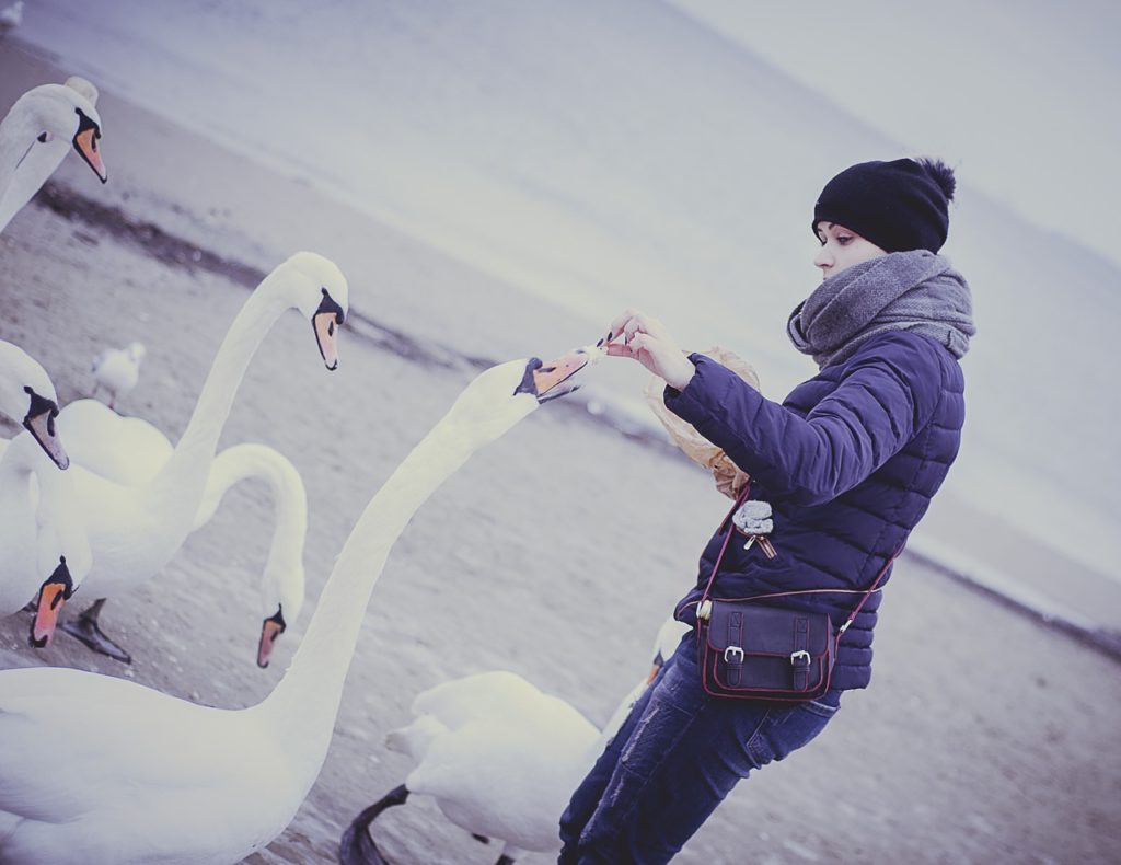 Girl Feeding Swans