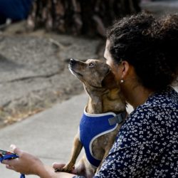 Pet Therapy