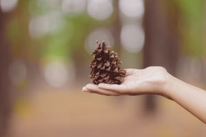 Woman holding pine cone