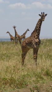 giraffes-768278_1280