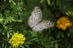 Butterflys and emotional connection