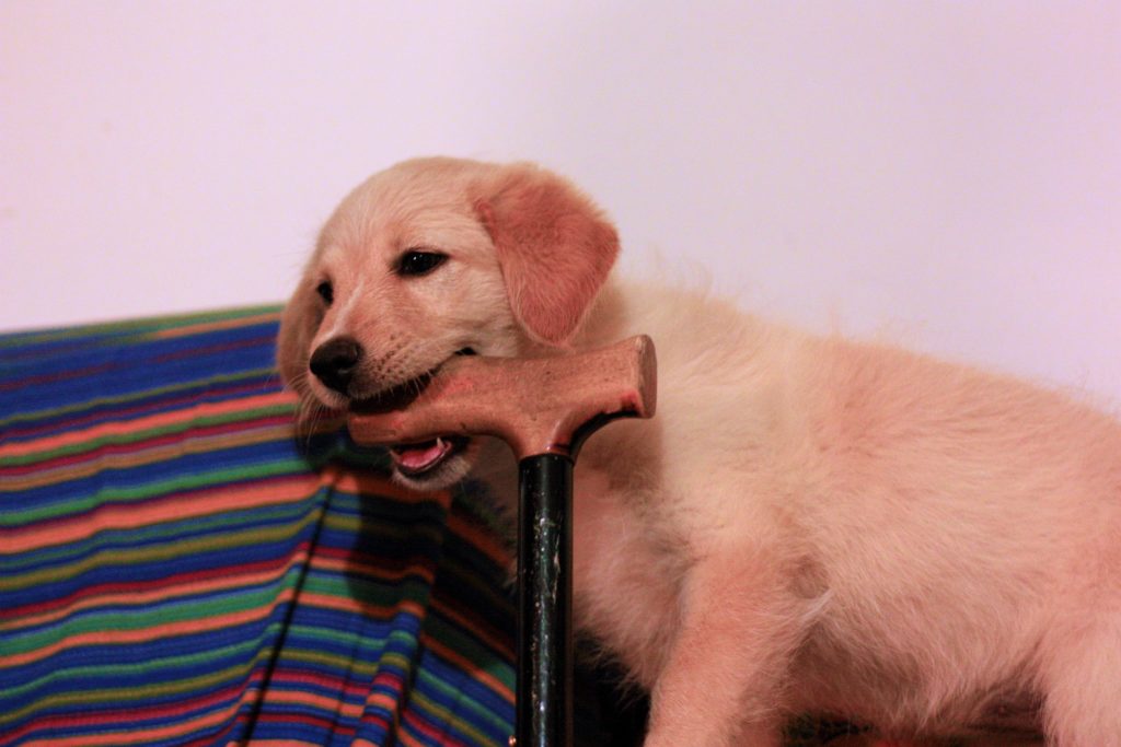 Dog chewing on a cane