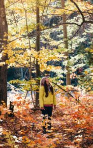 Fall trees, yellow jacket