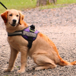 Emotional Support Animals and eating disorder recovery