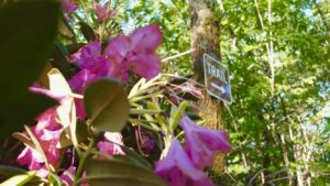 Focus Treatment Centers Trail Sign