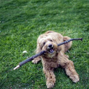 Sam the Dog With Stick