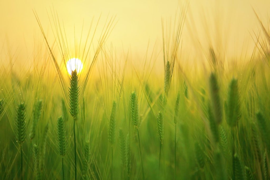 Nature Barley Field in Sun Light