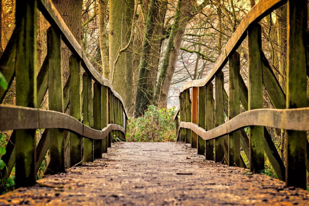 Nature Bridge in Forest