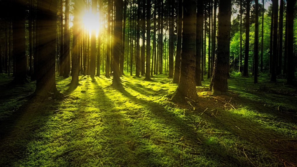 Nature Forest with Sunlight and Moss on Ground