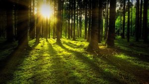 Nature Forest with Sunlight and Moss on Ground