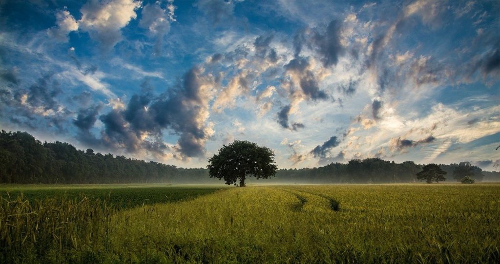 Nature Lone Tree in Field
