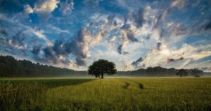 Nature Lone Tree in Field