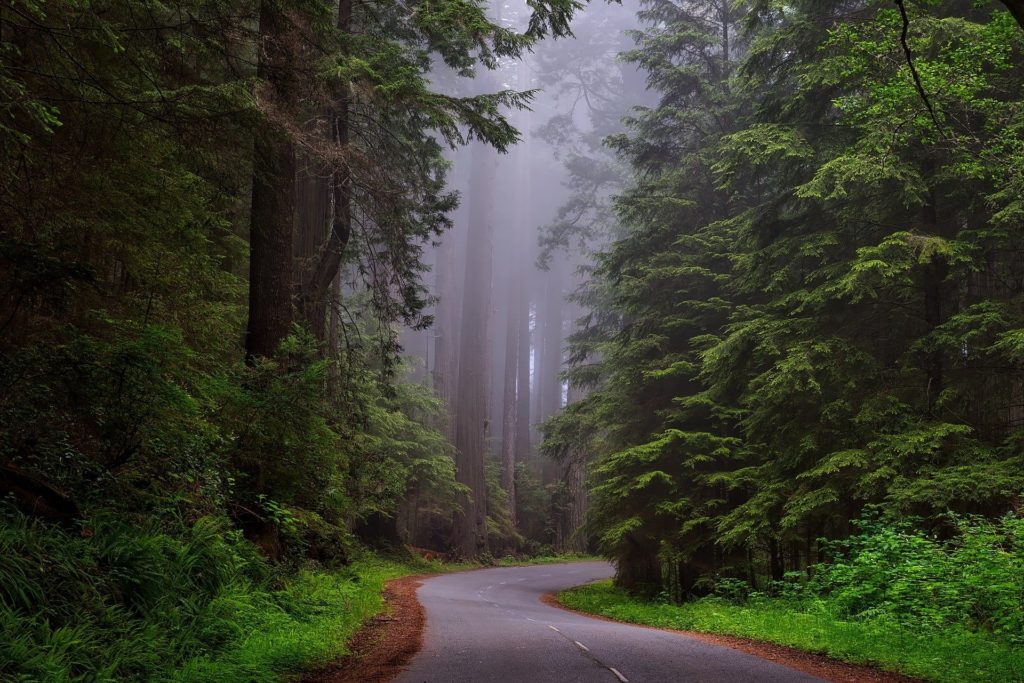 Nature Road Through Redwood National Park