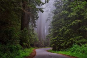 Nature Road Through Redwood National Park