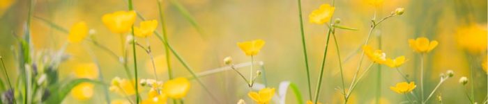 Flowers in Fields