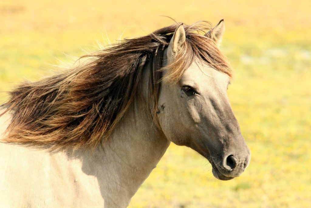 Palomino Horse used in Equine Therapy