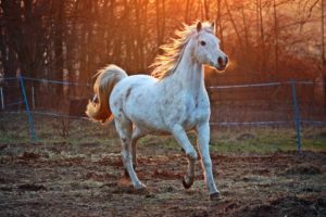 White Horse Prancing