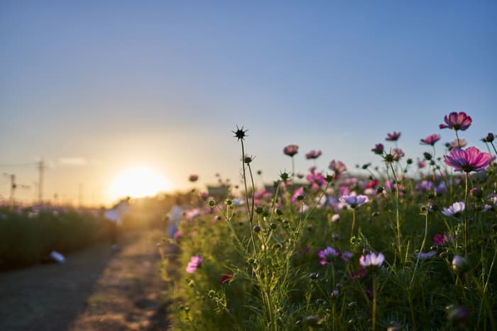 Flowers in the Field