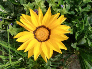 Sunflower in the Woods