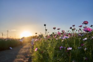 Flowers and Sunrise