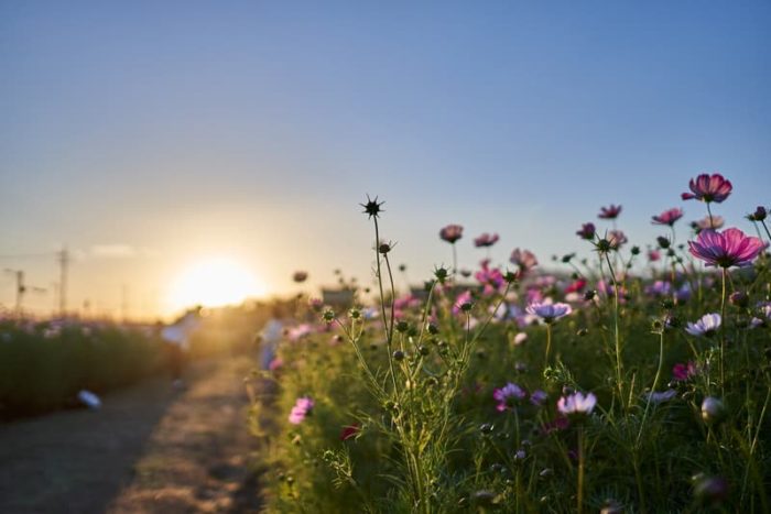 Flowers and Sunrise