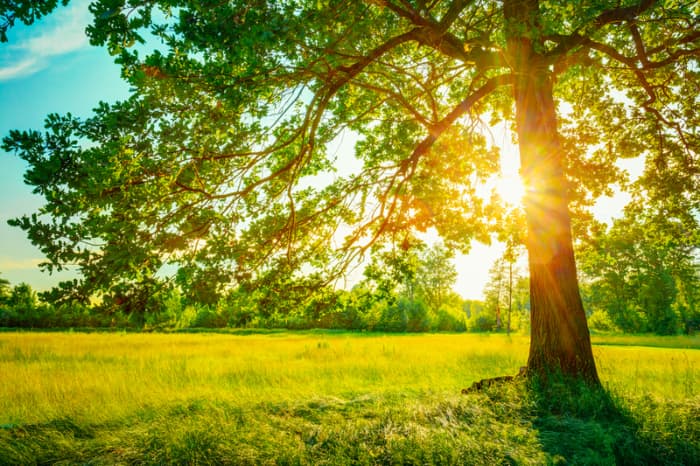 Sunset shining through tree