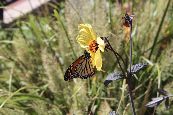 Butterfly on Flower