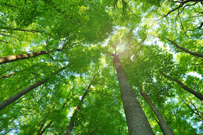 Trees in the forest