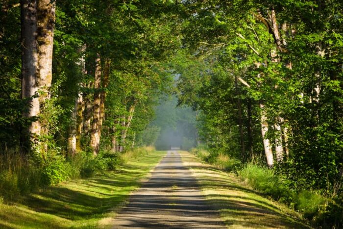 walkway into trees