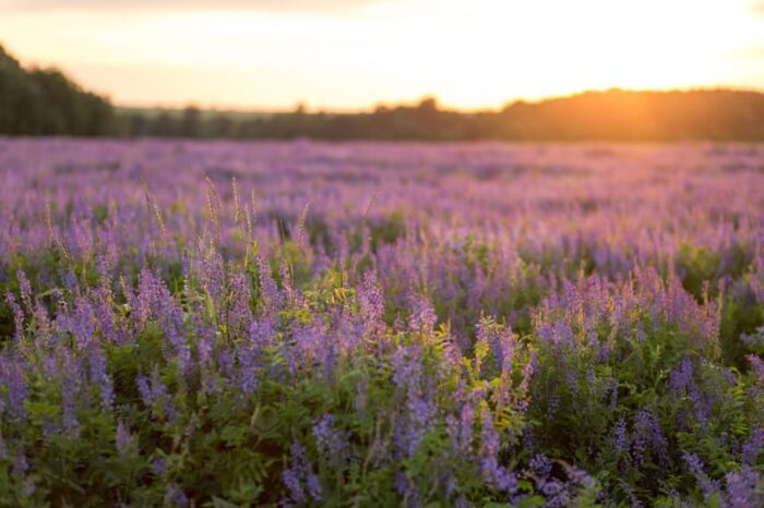 Field of Lavender Flowers
