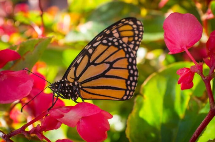 Butterfly and Pink Flowers