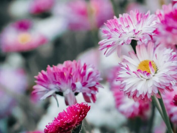 Summer Flowers