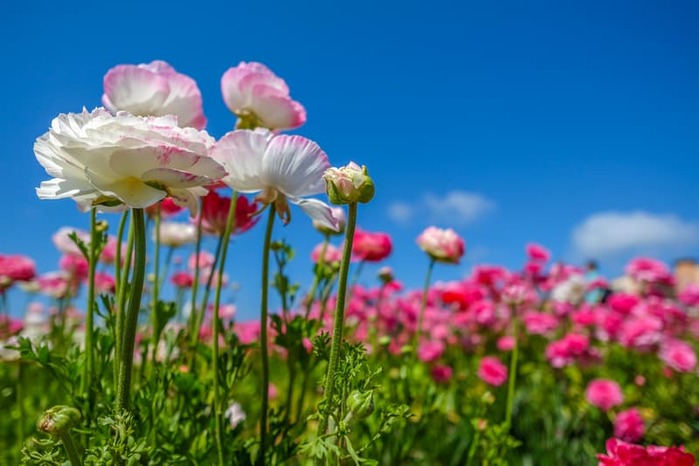 Pink Flowers in the Field 